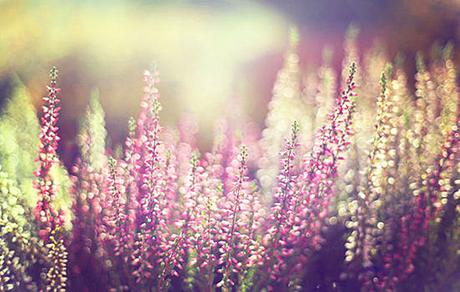 12062801478aaa7971dc251be9.jpg